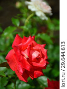 Роза чайно-гибридная Бьюти Стар (Beauty Star), Fryer's Roses, Великобритания 1990. Стоковое фото, фотограф lana1501 / Фотобанк Лори
