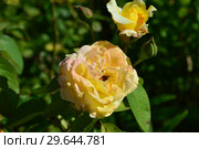 Роза чайно-гибридная Глория Дей (Глория Пис, Мадам А. Мейян) (Rosa Peace, Gloria Dei), Франция, Meilland 1945. Стоковое фото, фотограф lana1501 / Фотобанк Лори