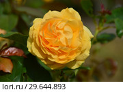 Роза флорибунда Абсолютлей Фабулос (лат. Absolutly Fabulous), Harkness Roses, 2004. Стоковое фото, фотограф lana1501 / Фотобанк Лори
