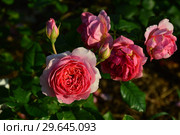 Роза французская кустовая Амандин Шанель (Amandine Chanel), Massad Франция, 2004. Стоковое фото, фотограф lana1501 / Фотобанк Лори