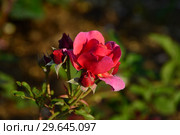 Роза кустарниковая Ладюрэ (Laduree), Massad 2009. Стоковое фото, фотограф lana1501 / Фотобанк Лори