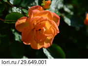 Роза кустарниковая Мериголд Свит Дрим (Rosa Marigold Sweet Dream), Fryer's Roses, Великобритания 2010. Стоковое фото, фотограф lana1501 / Фотобанк Лори