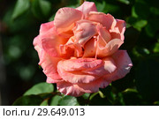 Роза чайно-гибридная Вом Вишес (лат. Rosa Warm Wishes), Fryer's Roses, Англия 1994. Стоковое фото, фотограф lana1501 / Фотобанк Лори