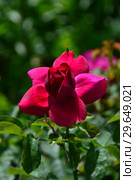Роза кустарниковая Зе Дак Леди (Зе Дарк Леди) (лат. Rosa The Dark Lady), David Austin Roses, Великобритания 1991. Стоковое фото, фотограф lana1501 / Фотобанк Лори