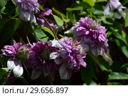 Декоративное растение Клематис Жозефина (лат. Clematis Josephine) Стоковое фото, фотограф lana1501 / Фотобанк Лори