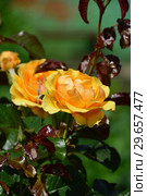 Роза флорибунда Амбер Куин (Янтарная королева) (Rosa Amber Queen), Harkness Roses, Великобритания, 1983. Стоковое фото, фотограф lana1501 / Фотобанк Лори