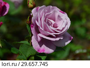 Цветок чайно-гибридной розы Муди Блю (Rosa Moody Blue), Fryer's Roses, Великобритания 2008. Стоковое фото, фотограф lana1501 / Фотобанк Лори