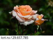 Роза чайно-гибридная Кингс Макк (Rosa Kings Macc), Fryer Roses, Великобритания 2002. Стоковое фото, фотограф lana1501 / Фотобанк Лори