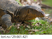 Голова полосатого варана (Varanus salvator) крупным планом. Таиланд (2019 год). Стоковое фото, фотограф Виктор Карасев / Фотобанк Лори