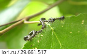 Гусеницы пилильщика березового минирующего на берёзовом листе. Caterpillars of birch leafminer on birch leaf. Стоковое видео, видеограф Евгений Романов / Фотобанк Лори
