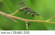 Гусеницы пилильщика березового минирующего на берёзовом листе. Caterpillars of birch leafminer on birch leaf. Стоковое видео, видеограф Евгений Романов / Фотобанк Лори