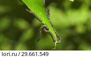 Гусеницы пилильщика березового минирующего на берёзовом листе. Caterpillars of birch leafminer on birch leaf. Стоковое видео, видеограф Евгений Романов / Фотобанк Лори