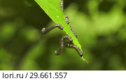 Гусеницы пилильщика березового минирующего на берёзовом листе. Caterpillars of birch leafminer on birch leaf. Стоковое видео, видеограф Евгений Романов / Фотобанк Лори