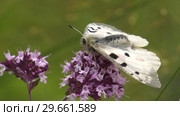 Бабочка Аполлон. Butterfly Parnassius apollo. Стоковое видео, видеограф Евгений Романов / Фотобанк Лори