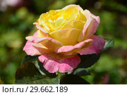 Роза чайно-гибридная Белла Рома (Rosa Bella' Roma). Jackson&Perkins, Guillot, France 2003. Стоковое фото, фотограф lana1501 / Фотобанк Лори