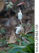 Подъельник одноцветковый. Monotropa uniflora, also known as ghost plant (or ghost pipe), Indian pipe or corpse plant, is an herbaceous perennial plant. Стоковое фото, фотограф Ирина Кожемякина / Фотобанк Лори