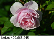 Роза флорибунда Наташа Ричардсон (лат. Natasha Richardson), Harkness Roses, Великобритания 2011. Стоковое фото, фотограф lana1501 / Фотобанк Лори