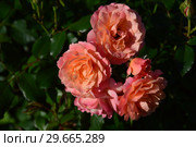 Роза полиантовая Бордюр Априкот (Бордюр Абрикот) (Rosa Bordure Apricot), Delbard France, 2001. Стоковое фото, фотограф lana1501 / Фотобанк Лори