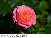 Роза кустарниковая (шраб) Флёр ан Сэн (Флёрс ан Сан, Флерс ин Сейнс, Masflesei), (лат. Fleurs en Seine). Dominique Massad, Франция 2011. Стоковое фото, фотограф lana1501 / Фотобанк Лори