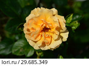 Роза чайно-гибридная Гарден Глори (лат. Garden Glory), Harkness Roses, Великобритания 1996. Стоковое фото, фотограф lana1501 / Фотобанк Лори