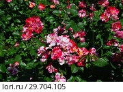 Роза флорибунда Крэйзи фо Ю (Fourth of July), (Rose Crazy for You). Harkness Roses, Великобритания 2009. Стоковое фото, фотограф lana1501 / Фотобанк Лори