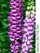 Наперстянка или Дигиталис (foxglove) Стоковое фото, фотограф Татьяна Белова / Фотобанк Лори