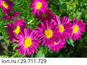 Пиретрум розовый, или Персидская ромашка (лат. Pyrethrum roseum) в саду. Стоковое фото, фотограф Елена Коромыслова / Фотобанк Лори