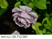 Цветок чайно-гибридной розы Муди Блю (лат. Rosa Moody Blue), Fryer's Roses (Розы Фраера), Великобритания 2008. Стоковое фото, фотограф lana1501 / Фотобанк Лори