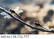 Две стрекозы сидят на ветке. Dragonflys sitting on a twig. Стоковое фото, фотограф Евгений Романов / Фотобанк Лори