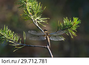 Стрекоза сидит на ветке сосны. Dragonfly sitting on a branch of pine. Стоковое фото, фотограф Евгений Романов / Фотобанк Лори
