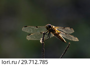 Стрекоза сидит на ветке сосны. Dragonfly sitting on a branch of pine. Стоковое фото, фотограф Евгений Романов / Фотобанк Лори