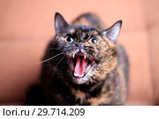 Portrait of a screaming cat with open mouth. Стоковое фото, фотограф Яна Королёва / Фотобанк Лори