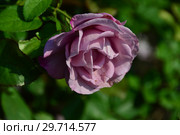 Цветок чайно-гибридной розы Муди Блю (Rosa Moody Blue), Fryer's Roses (Розы Фраера), Великобритания 2008. Стоковое фото, фотограф lana1501 / Фотобанк Лори