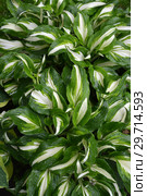 Фон из листьев хосты (функии) волнистой (Hosta undulata (Otto et Dietr. (Bailey)), сорта "Univittata" Стоковое фото, фотограф Ирина Борсученко / Фотобанк Лори