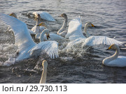Fighting white whooping swans. Стоковое фото, фотограф Jan Jack Russo Media / Фотобанк Лори