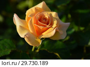 Роза чайно-гибридная Чешир (Чешире), (Rosa Cheshire). Fryer's Roses (Розы Фраера), Великобритания 2000. Стоковое фото, фотограф lana1501 / Фотобанк Лори