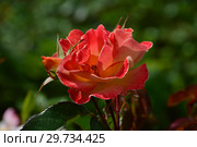 Роза полиантовая Солей дю Монд (лат. Rosa Soleil du Monde). Delbard (Делбар), France 2007. Стоковое фото, фотограф lana1501 / Фотобанк Лори