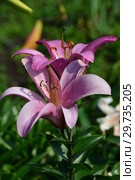 Лилия (ЛА-гибрид) Батистеро (лат. Lilium Batistero) Стоковое фото, фотограф lana1501 / Фотобанк Лори