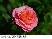 Роза кустарниковая Флёр ан Сэн (Флёрс ан Сэн, Masflesei) (Rosa Fleurs en Seine). Petales de rose (D. massad), Франция 2011. Стоковое фото, фотограф lana1501 / Фотобанк Лори