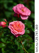 Роза кустарниковая Флёр ан Сэн (Флёрс ан Сэн, Masflesei), (Fleurs en Seine). Petales de rose (D. massad), Франция 2011. Стоковое фото, фотограф lana1501 / Фотобанк Лори