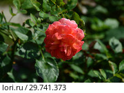 Роза кустарниковая Марсель ан Флёрс (Марсэй ан Флёр), (лат. Marseille en Fleurs). Petales de Roses. Massad, Франция 2009. Стоковое фото, фотограф lana1501 / Фотобанк Лори