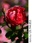 Роза чайно-гибридная (rosa tea hybrid) Ностальжи (Ностальгия, La Garconne, TANeiglat), (лат. Rosa Nostalgie). Rosen Tantau (Розы Тантау), Germany 1995. Стоковое фото, фотограф lana1501 / Фотобанк Лори