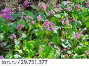 Бадан толстолистный (лат. Bergenia crassifolia) цветет весной в саду. Стоковое фото, фотограф Елена Коромыслова / Фотобанк Лори