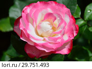 Роза чайно-гибридная Ностальжи (Ностальгия, TANeiglat, La Garconne), (лат. Nostalgie). Rosen Tantau, Германия 1995. Стоковое фото, фотограф lana1501 / Фотобанк Лори