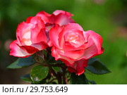 Роза чайно-гибридная Ностальжи (Ностальгия, TANeiglat, La Garconne), (лат. rosa Nostalgie). Rosen Tantau (Розы Тантау), Германия 1995. Стоковое фото, фотограф lana1501 / Фотобанк Лори
