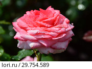 Роза чайно-гибридная Артур Рембо (Артур Рэмбо, Meihylvol), (лат. Rosa Arthur Rimbaud). Meilland, France 2008. Стоковое фото, фотограф lana1501 / Фотобанк Лори
