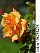 Роза чайно-гибридная Бэл Эпок (FRYaboo, Бель Эпок, Бэль Эпок), (rosa Belle Epoque). Fryer's Roses, Britain 1994. Стоковое фото, фотограф lana1501 / Фотобанк Лори