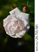 Роза плетистая Нью Доун (Нью Даун, Everblooming Dr. W. Van Fleet, The New Dawn), (лат. Rosa New Dawn). Somerset Rose Nursery, США 1930. Стоковое фото, фотограф lana1501 / Фотобанк Лори