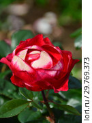 Роза чайно-гибридная (rosa tea hybrid) Ностальжи (Ностальгия, TANeiglat, La Garconne), (лат. Nostalgie). Rosen Tantau (Розы Тантау), Germany 1995. Стоковое фото, фотограф lana1501 / Фотобанк Лори