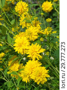 Рудбекия рассеченная (лат. Rudbeckia laciniata ), или золотые шары в летнем саду. Стоковое фото, фотограф Елена Коромыслова / Фотобанк Лори